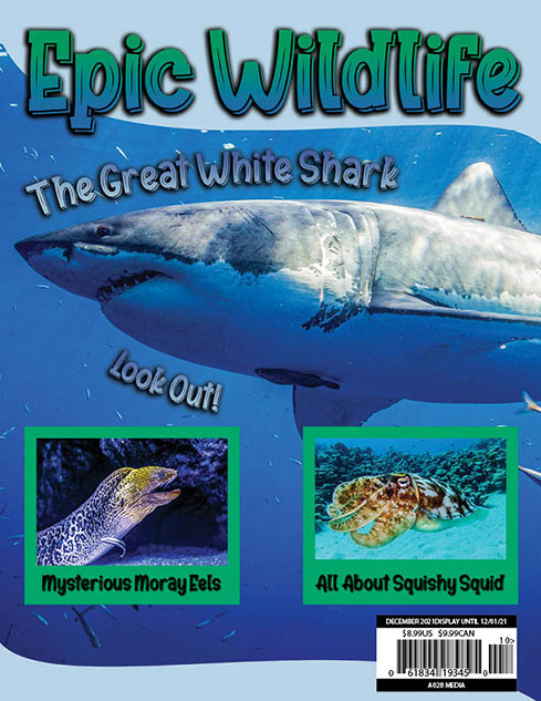 The front cover of a magazine called Epic Wildlife. Featuring a great white shark, a moray eel, and a squid.